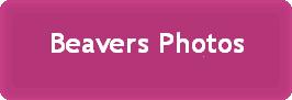 Beavers Photos